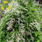 Горец Ауберта (1шт) 4980