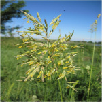 Кострец 10кг