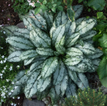 Медуница Опал (1шт)