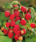 Малина Журавлик