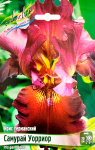 Ирис Самурай Уорриор (1шт)