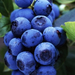 Голубика Чиппева 7501