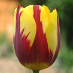 Тюльпан Хелмар (1шт)