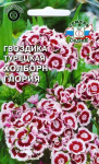 Гвоздика турецкая Холборн Глория (пурпурно-красная с белой каймой)