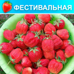 Земляника (Клубника) Фестивальная в стаканчике