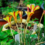 Оксалис (кислица) Голден Кейп (2)