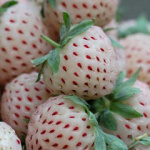 Земляника (Клубника) Пайнберри в кассете