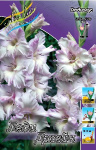 Гладиолус Леди Джейн (1шт) 3534