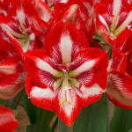 Амариллис Пьеро (1шт) 2399