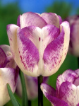 Тюльпан Ширли (1шт) 1431