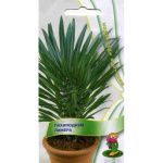 Пахиподиум Ламера*