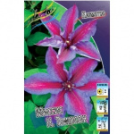 Клематис Миссис Н.Томпсон (1шт) 533