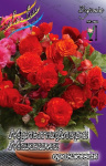 Бегония Мультифлора Максима Оранжевая (1шт) 3498