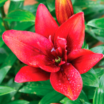 Лилия Канари Варф (1шт)