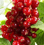 Смородина красная Джонкер ван Тетс 5064