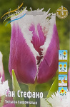 Тюльпан Сан Стефано (1шт)