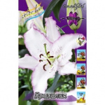 Лилия Бразилия (1шт) 1532