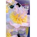 Пион Хани Голд (упаковка 1шт) 4241