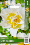 Нарцисс Сноу Парадиз махровый