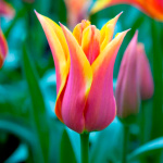 Тюльпан Соннет (1шт)