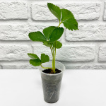 Клубника ДАЛИ рассада