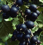 Смородино-крыжовниковый гибрид Йошта 5072