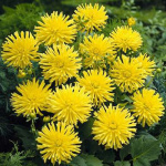 Георгин Йеллоу Хеппинес (1шт) 6055