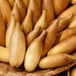 лук Севок Бамбергер Голландия