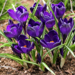 Крокус Негро Бой (10)