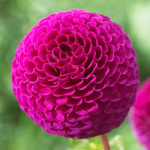 Георгин Рокко (1шт) 4028