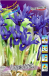 Ирис сетчатый Гармония (1шт) 1973