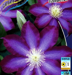 Клематис Какио