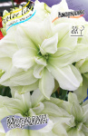 Hippeastrum Marilyn