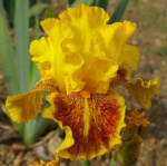 Ирис Даззлинг Голд (1шт) Р-052