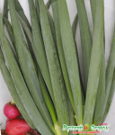 Лук батун Русский зимний 0,5г