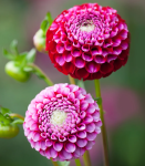 Георгин Шик А Ди Юс 1шт