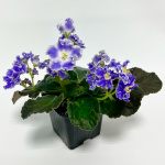 Фиалка саженцы микс