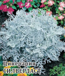 Цинерария Силвердаст (серебристая) 1000 шт.* сер. Профи
