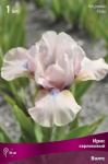Ирис карликовый Волтс жемчужно-розовый 1шт