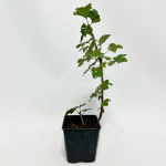 Смородина белая Зитавиа