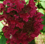 Hydrangea paniculata Wim's Red