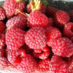 Малина Полесье 5674