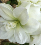 Амариллис Уайт Амадеус (1шт) 6566