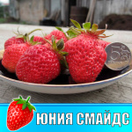 Земляника (Клубника) Юния Смайдс в стаканчике