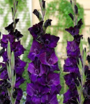 Гладиолус Волбит (1шт) G-014