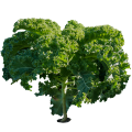 Капуста листовая