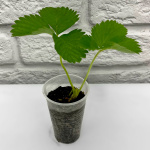 Клубника КЛЕРИ