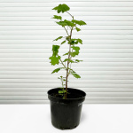 Смородина черная Селеченская-2 C3