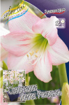 Hippeastrum Pink Rascal 1