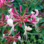 Жимолость вьющаяся Серотина